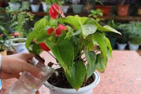 红掌怎么催花，喷施磷酸二氢钾有助于孕蕾开花