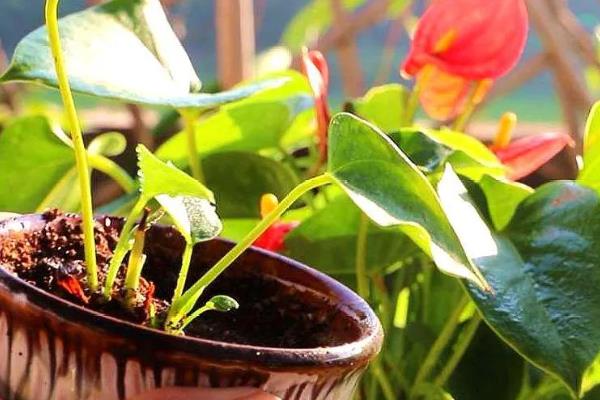 红掌怎么催花，喷施磷酸二氢钾有助于孕蕾开花