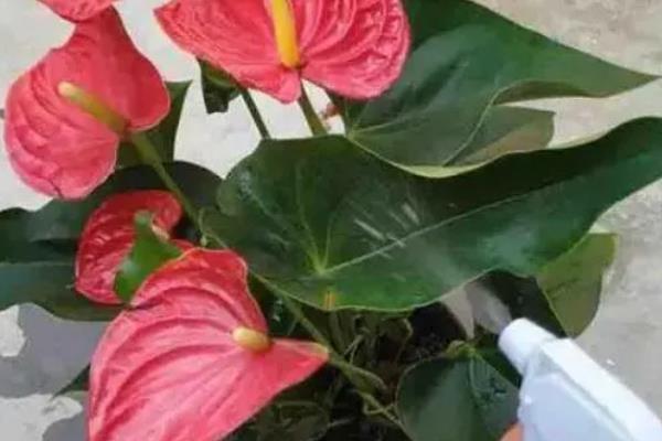 红掌怎么催花，喷施磷酸二氢钾有助于孕蕾开花