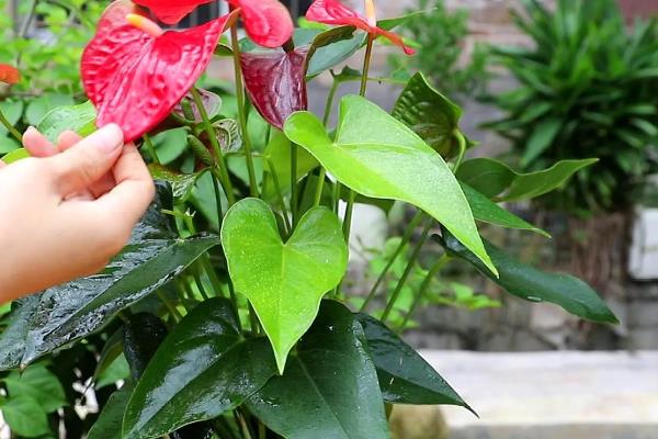 红掌怎么催花，喷施磷酸二氢钾有助于孕蕾开花