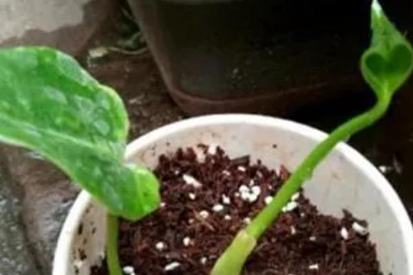 红掌怎么催花，喷施磷酸二氢钾有助于孕蕾开花