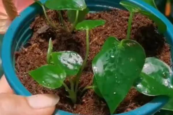 红掌怎么催花，喷施磷酸二氢钾有助于孕蕾开花