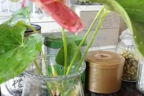 红掌怎么催花，喷施磷酸二氢钾有助于孕蕾开花