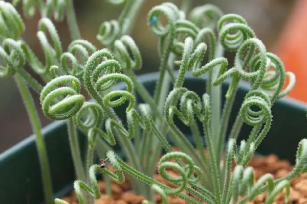 弹簧草适合放置在什么位置,可放置在电视机旁或书桌上