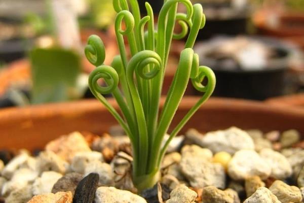 弹簧草适合放置在什么位置,可放置在电视机旁或书桌上