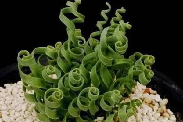 弹簧草适合放置在什么位置,可放置在电视机旁或书桌上