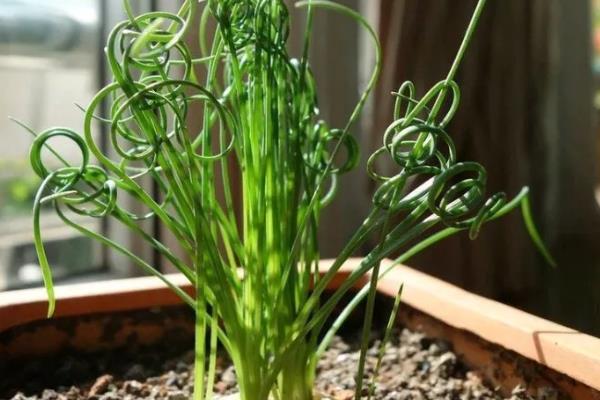 弹簧草适合放置在什么位置,可放置在电视机旁或书桌上