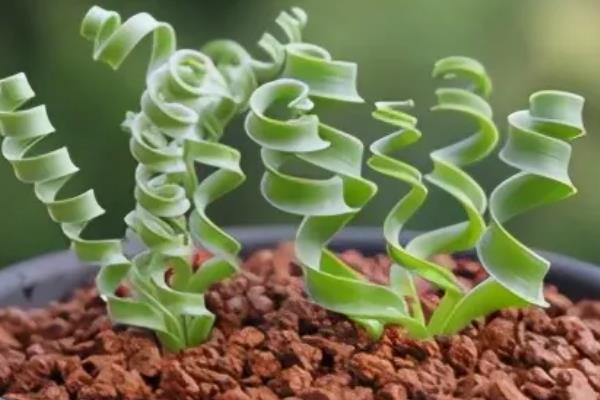 弹簧草适合放置在什么位置,可放置在电视机旁或书桌上