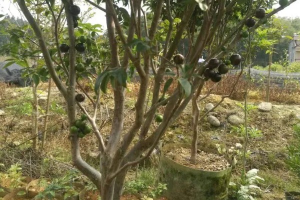 嘉宝果在哪些地方可以种植，适合在福建、浙江、广东等地种植