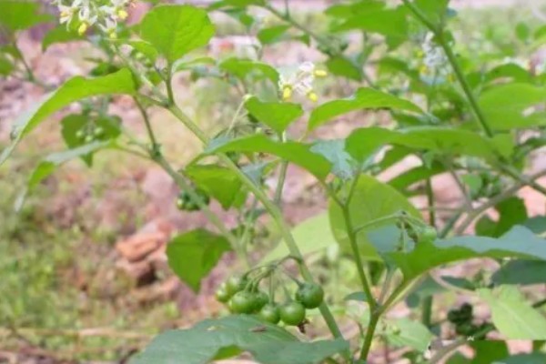 龙葵草简介，是一年生草本植物