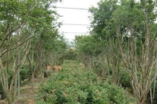 嘉宝果在哪些地方可以种植，适合在福建、浙江、广东等地种植