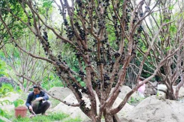 嘉宝果在哪些地方可以种植，适合在福建、浙江、广东等地种植