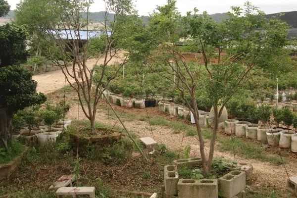 嘉宝果在哪些地方可以种植，适合在福建、浙江、广东等地种植