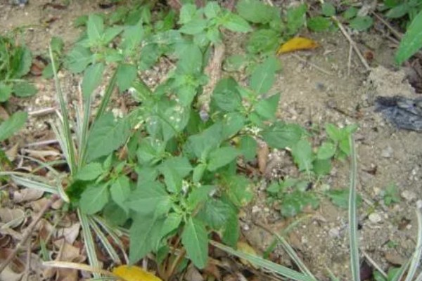 龙葵草简介，是一年生草本植物