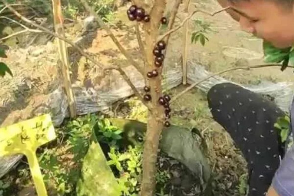 嘉宝果在哪些地方可以种植，适合在福建、浙江、广东等地种植