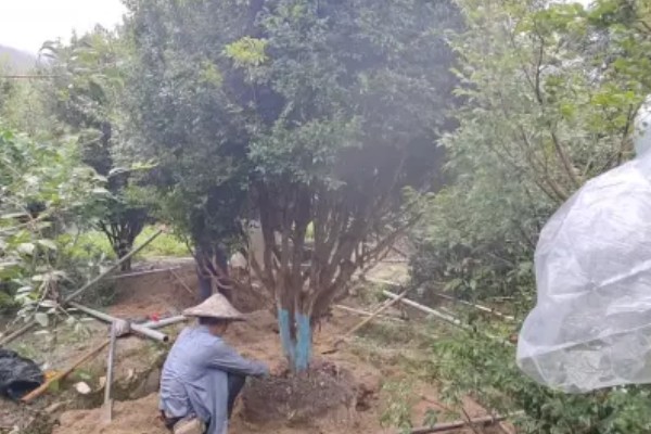 嘉宝果在哪些地方可以种植，适合在福建、浙江、广东等地种植
