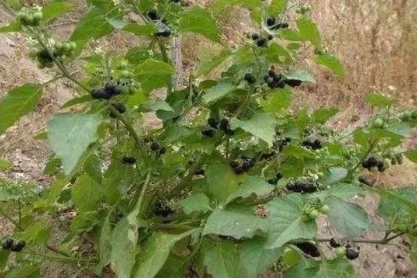 龙葵草简介，是一年生草本植物