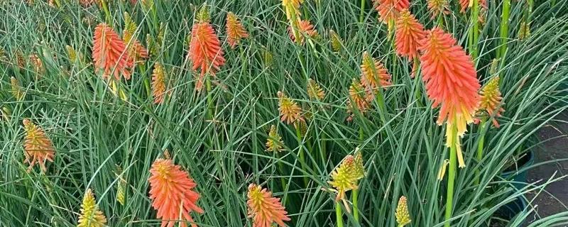 火炬花的花语，寓意热情、光明等