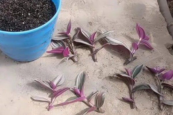 怎么养殖紫吊兰，喜欢生长在比较湿润环境中