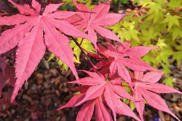 秋天有哪些红色的植物,有红枫、黄栌等