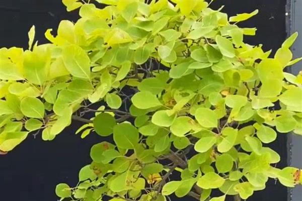 秋天有哪些红色的植物,有红枫、黄栌等