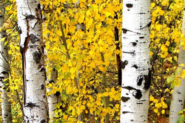 秋天有哪些红色的植物,有红枫、黄栌等