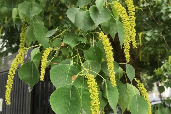 秋天有哪些红色的植物,有红枫、黄栌等