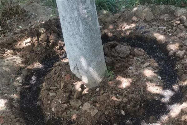 秋天有哪些红色的植物,有红枫、黄栌等