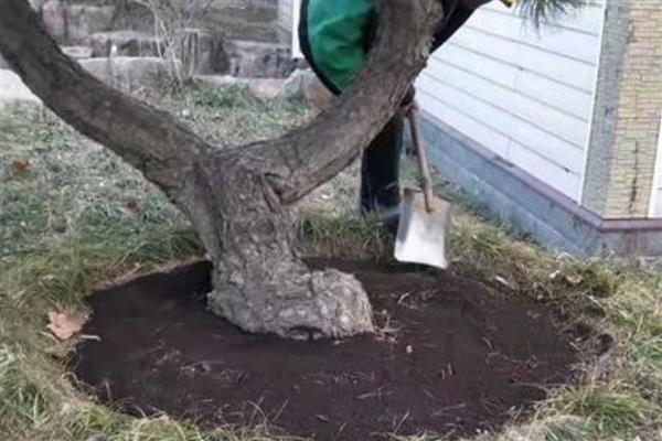 秋天有哪些红色的植物,有红枫、黄栌等