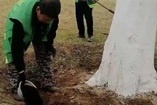 秋天有哪些红色的植物,有红枫、黄栌等