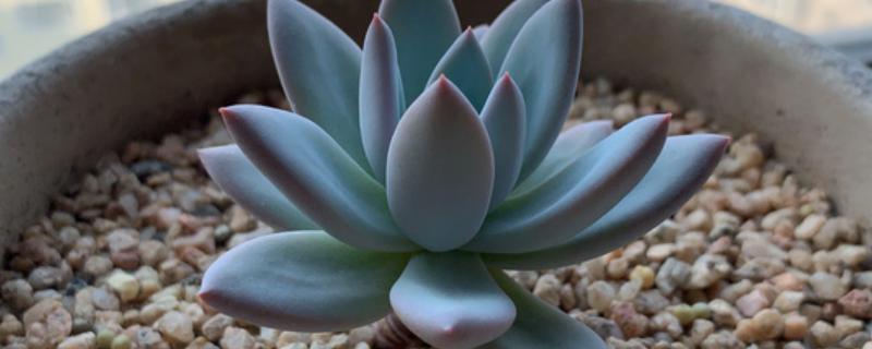 霜之朝的扦插方法，对叶片消毒、涂抹生根粉后再插入土壤中