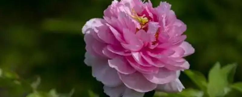 富贵花盆栽如何养护，长出新叶芽后每天让它晒光5-6小时