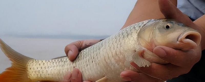 山东枣庄的特产，滕州松花蛋享誉国际市场