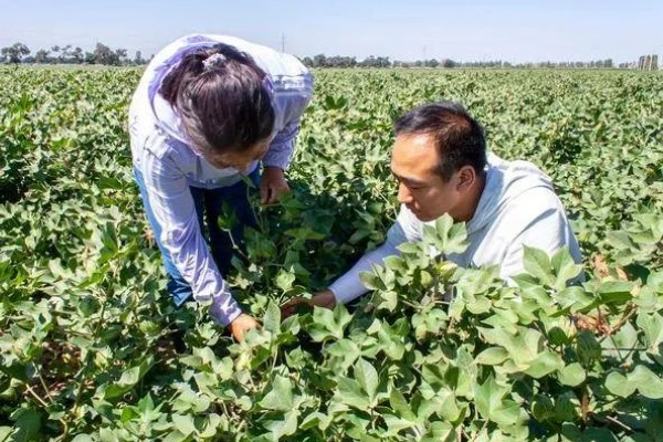 棉花种子的种植方法，播种深度通常为3-4cm