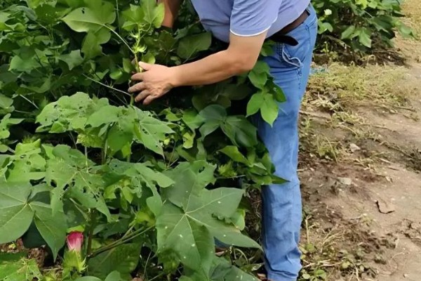 棉花种子的种植方法，播种深度通常为3-4cm