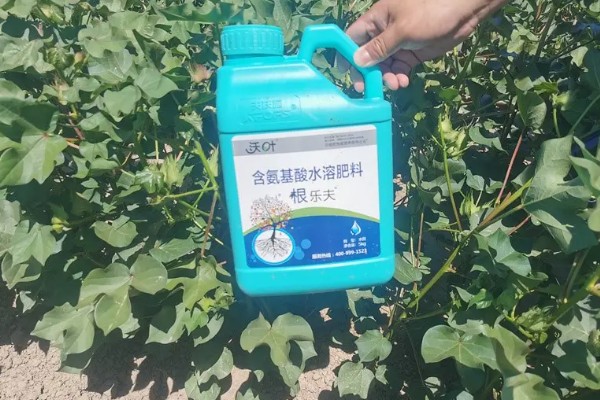 棉花种子的种植方法，播种深度通常为3-4cm