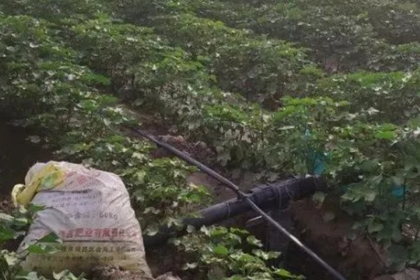 棉花种子的种植方法，播种深度通常为3-4cm