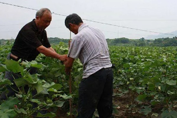 棉花种子的种植方法，播种深度通常为3-4cm