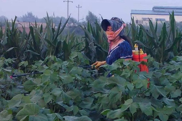 棉花种子的种植方法，播种深度通常为3-4cm