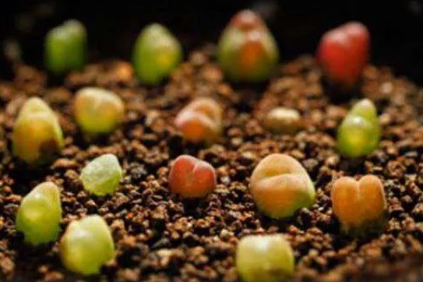 让一棵生石花变两棵的方法，植株蜕皮时会由一个变为两个