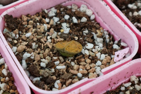 让一棵生石花变两棵的方法，植株蜕皮时会由一个变为两个