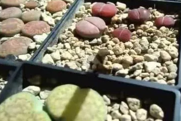让一棵生石花变两棵的方法，植株蜕皮时会由一个变为两个
