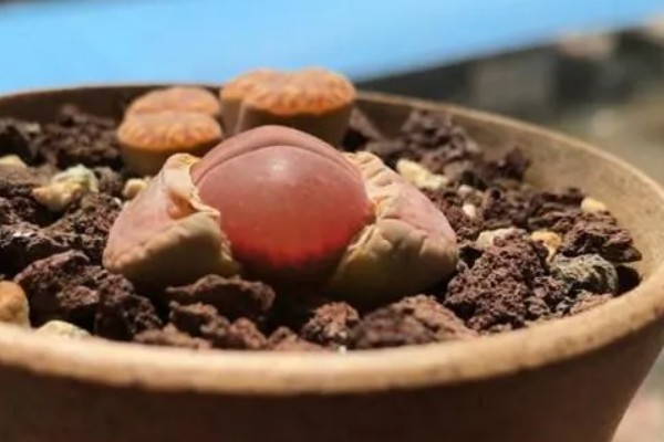 让一棵生石花变两棵的方法，植株蜕皮时会由一个变为两个
