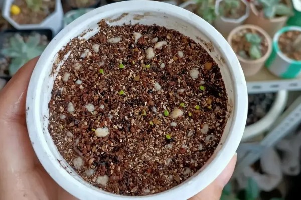 让一棵生石花变两棵的方法，植株蜕皮时会由一个变为两个