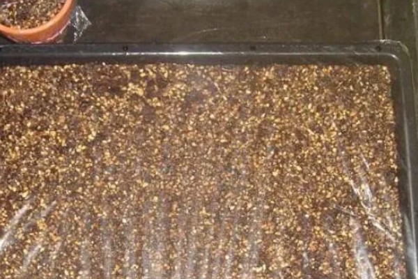 让一棵生石花变两棵的方法，植株蜕皮时会由一个变为两个