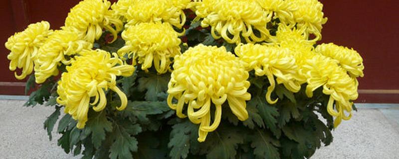 菊花长势不旺该怎么施肥，需要定期为其追肥
