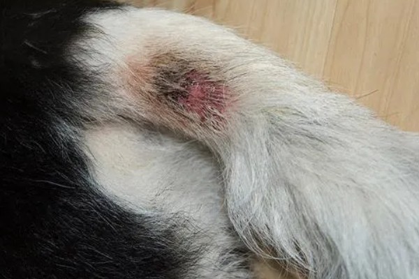 狗狗湿疹的症状，皮肤表面会出现红斑、丘疹、水泡等