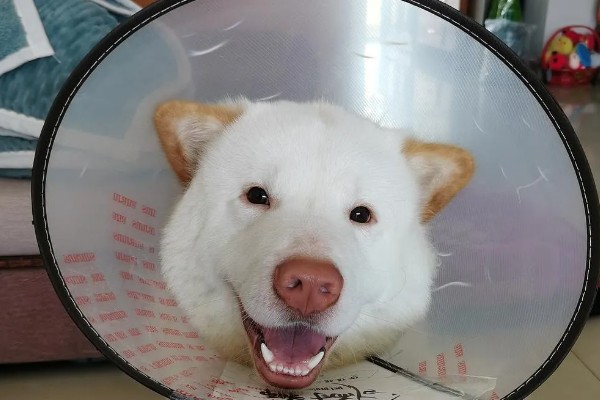 狗狗湿疹的症状，皮肤表面会出现红斑、丘疹、水泡等