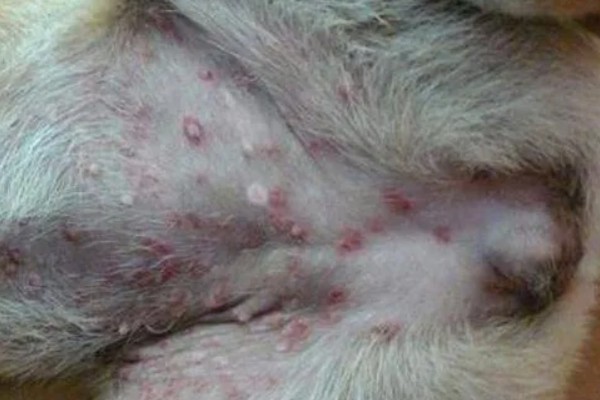 狗狗湿疹的症状，皮肤表面会出现红斑、丘疹、水泡等