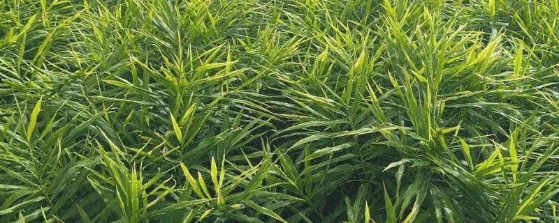 生姜的种植方法，南方地区通常3-4月份种植